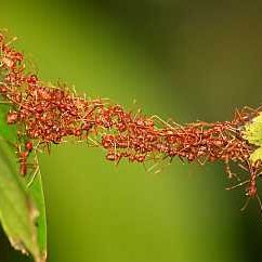 ants bridging