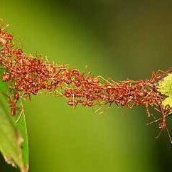 ants bridging