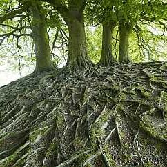 complex systems tree roots